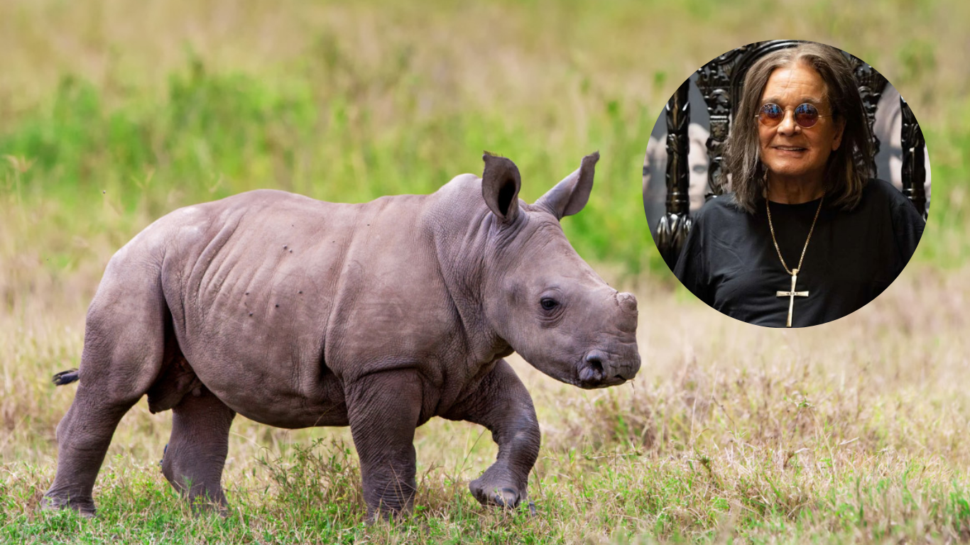 Safari West Welcomes Ozzy, a Baby Rhino Named in Honor of Ozzy Osbourne