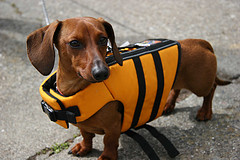 Accessorizing your Pet