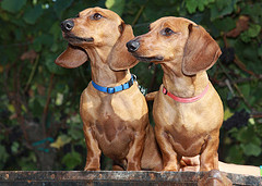 Rusty and Red