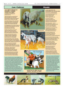 Animal Poem