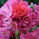 Healdsburg Garden Tour