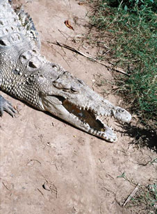 Crocodile