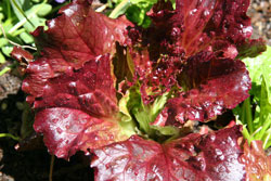 Grow your own garden!