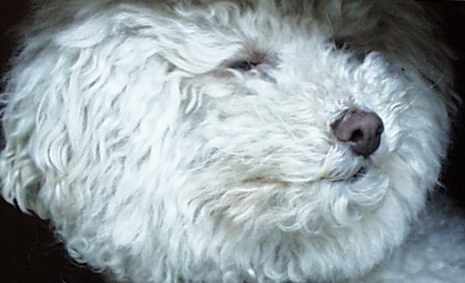 Inscrutable Dog