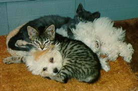 Kitties