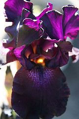 Purple Iris
